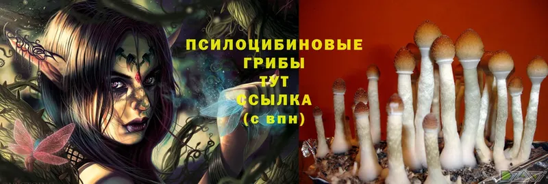 как найти закладки  Грозный  Псилоцибиновые грибы Magic Shrooms 