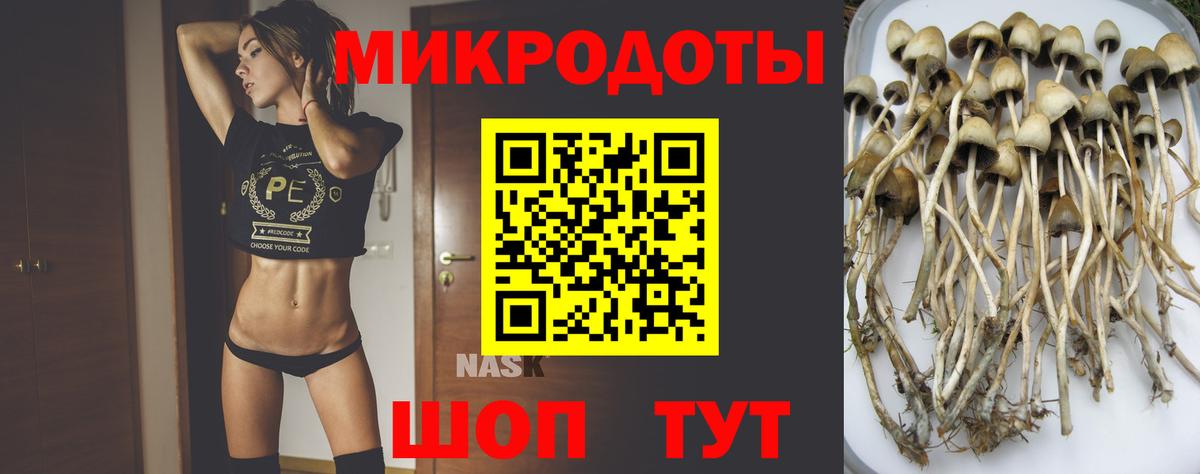 Галлюциногенные грибы Psilocybe Грозный